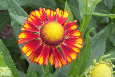 Helenium Can   Can C2